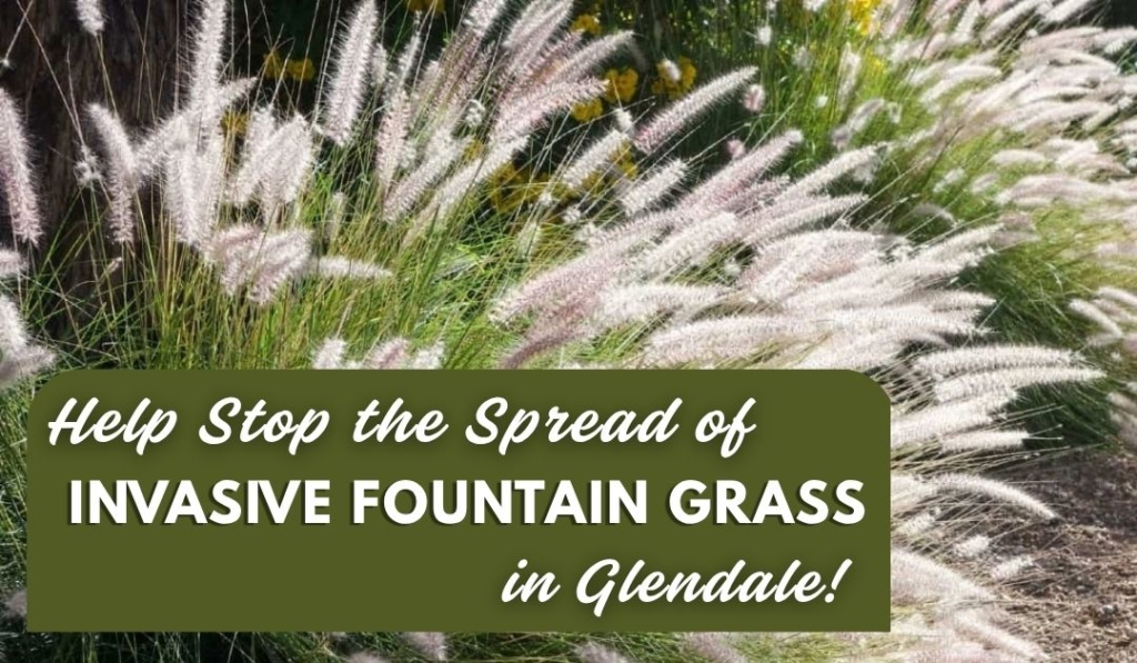 Fountain grass (Pennisetum setaceum), a bunch grass native to Africa, is one of the most common invasive species in Glendale, La Crescenta and in nearby communities. Local municipal and county public works agencies face a lot more work to get rid of it in tree wells and parkways and it creeps quickly into our open spaces, out competing our native plants.